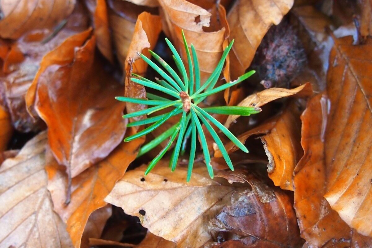 A small green sprout emerges from fallen autumn leaves.